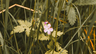 a small pink flower sitting on top of a lush green field