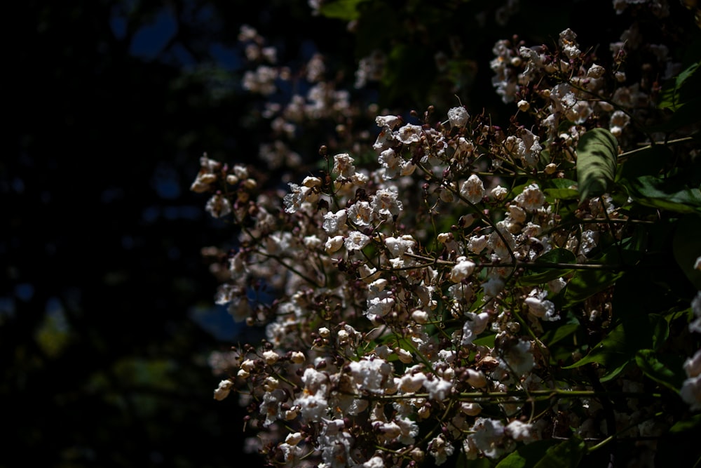 ein Strauß weißer Blumen an einem Baum