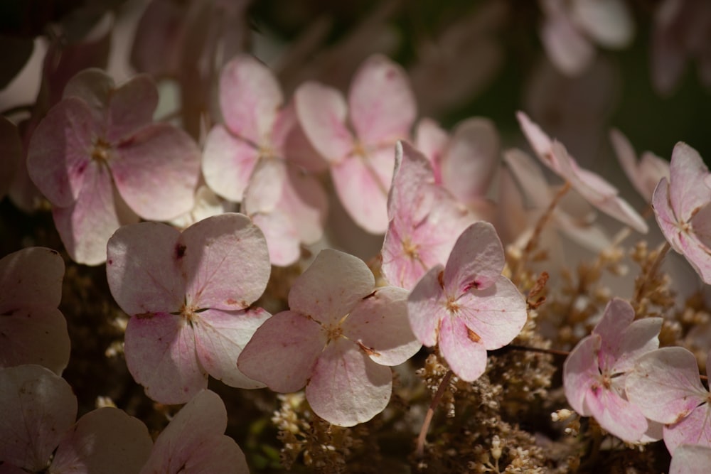 ein Strauß rosa Blumen, die an einem Baum sind