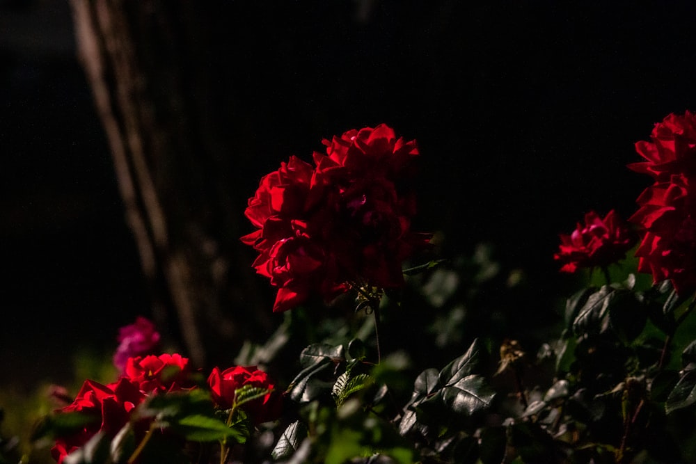 a bunch of red flowers that are in the dark