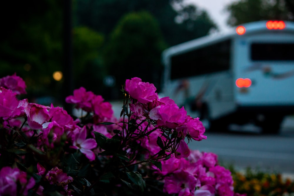 Ein weißer Bus, der neben lila Blumen eine Straße entlang fährt