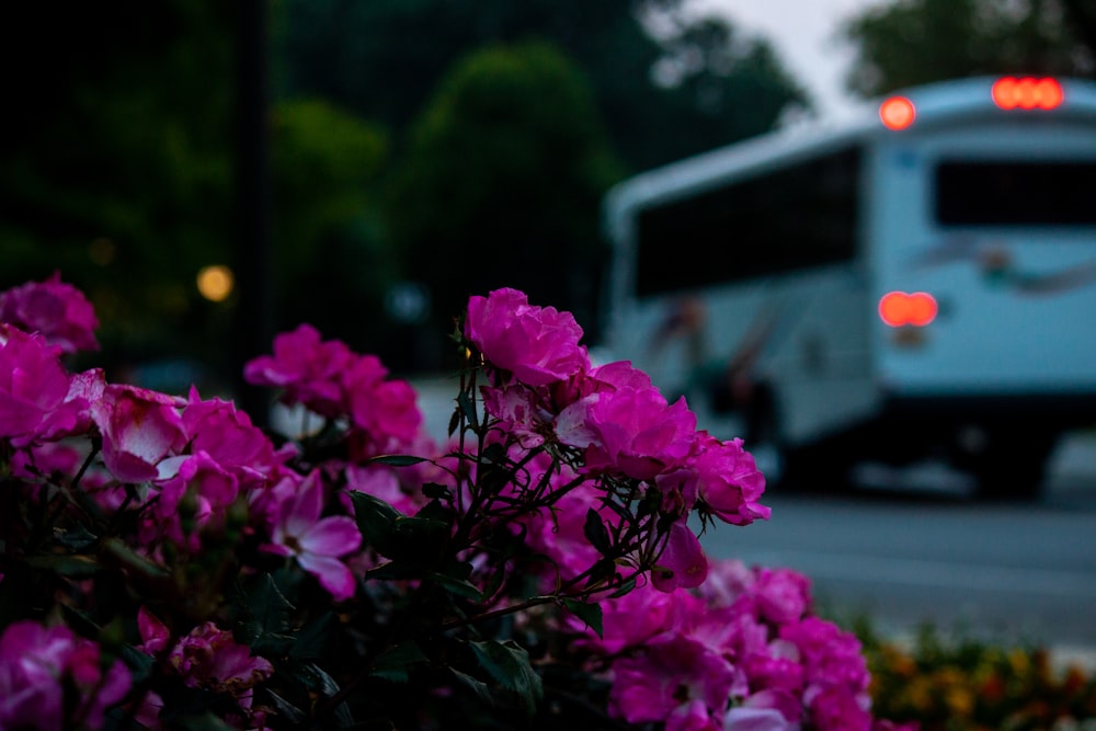 a white bus driving down a street next to purple flowers