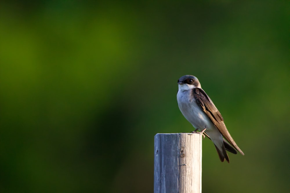 Un pequeño pájaro encaramado en la parte superior de un poste de madera