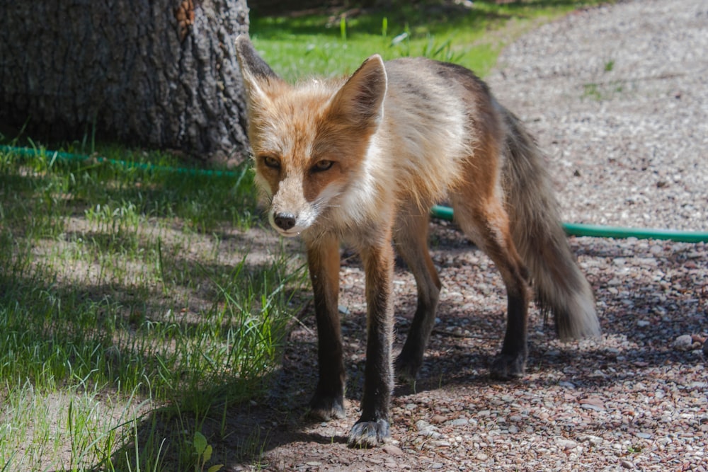 a red fox standing on a gravel road next to a tree