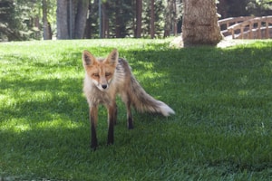 Rencontre au crépuscule
