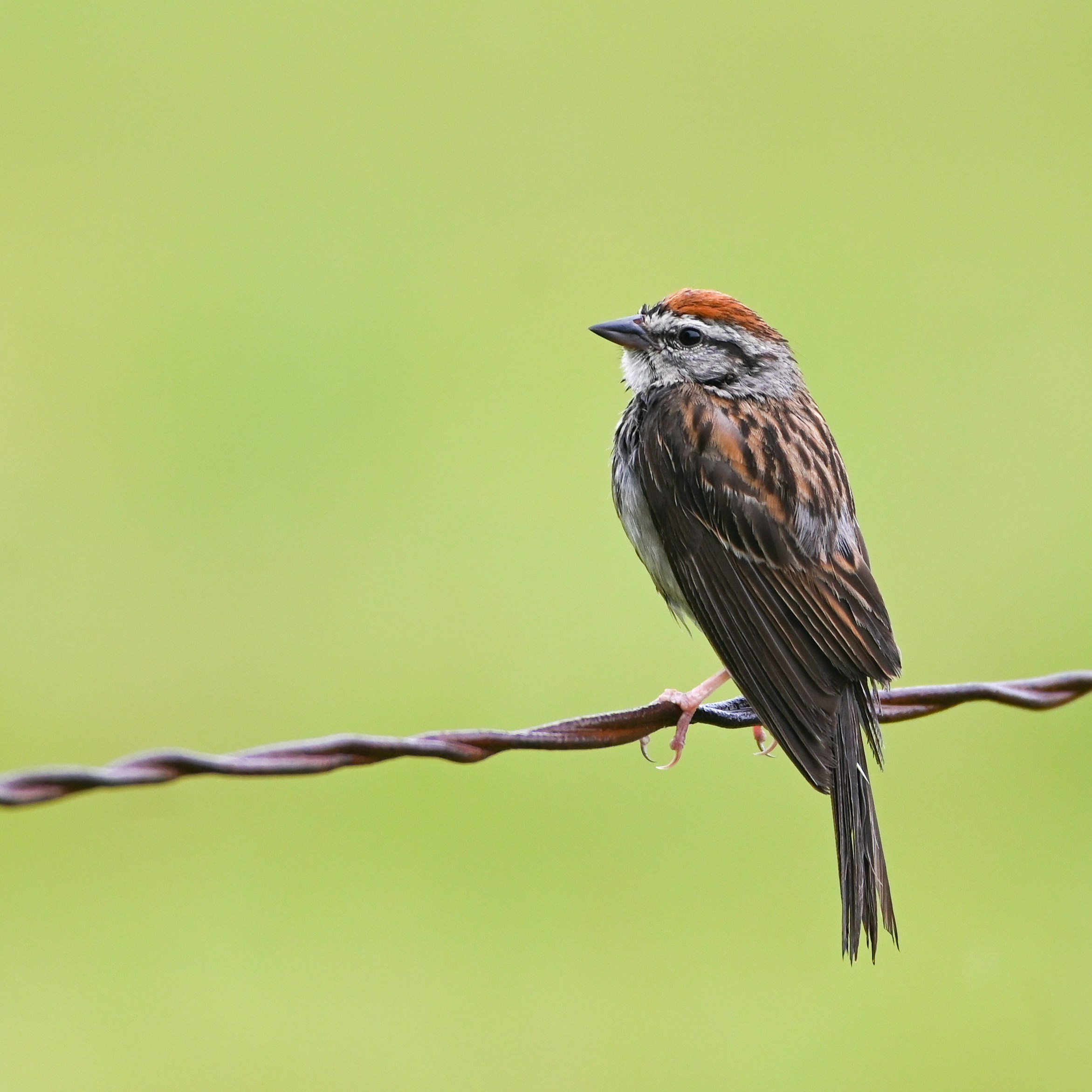 a small bird sitting on top of a wire