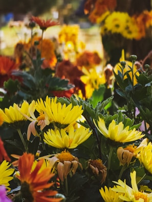 Colorful flowers blooming in a garden.