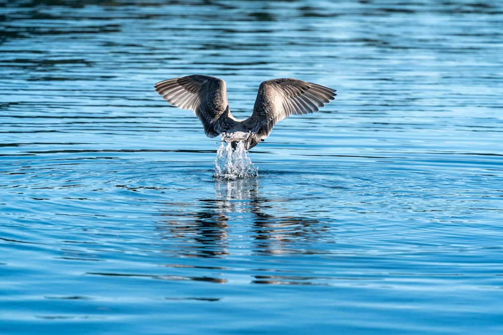 a large bird with its wings spread out in the water