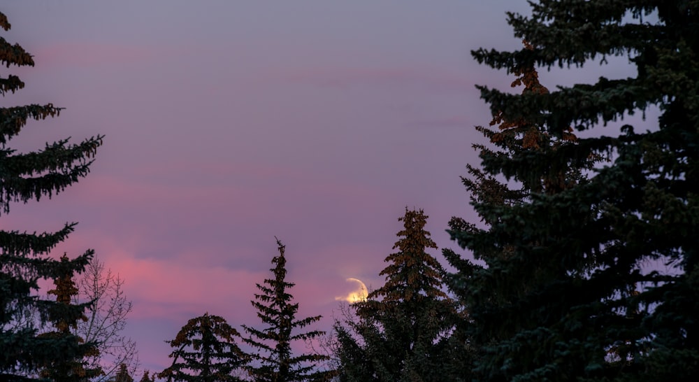 a full moon is seen through the trees