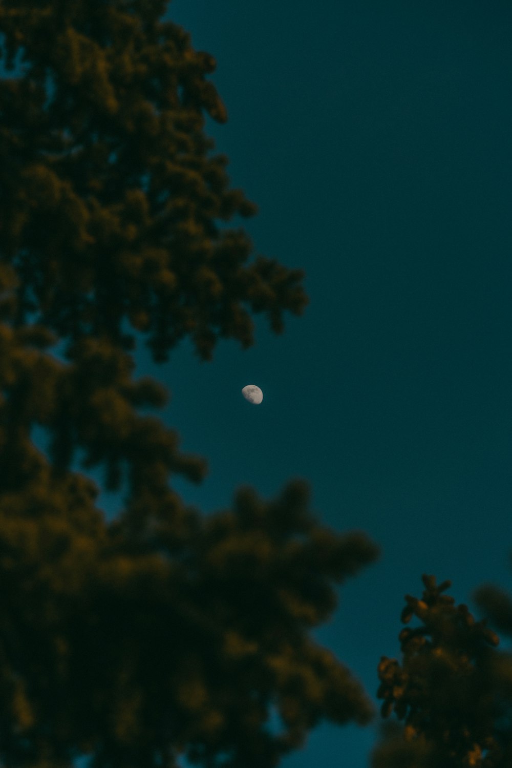 the moon is seen through the branches of a tree