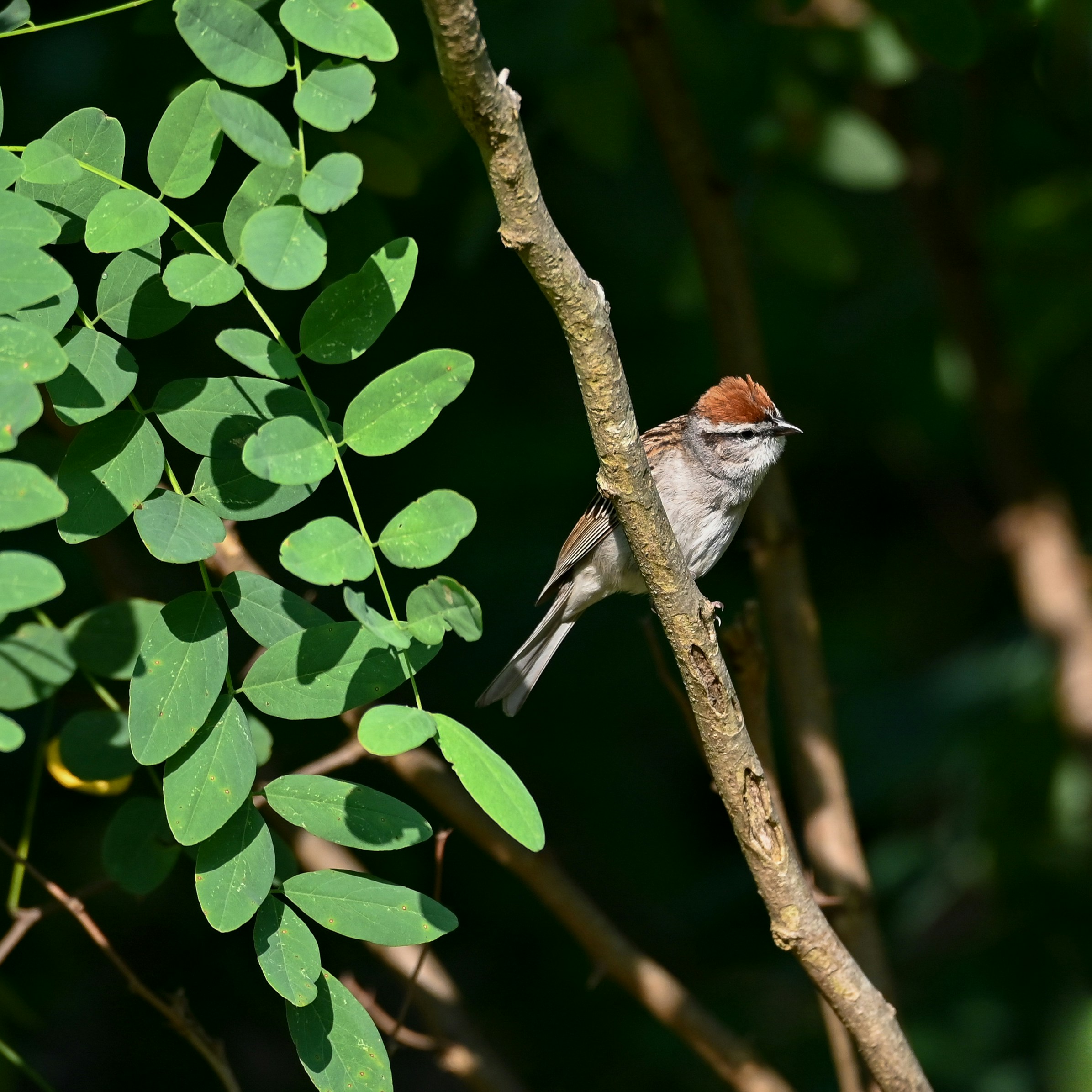 a small bird perched on a tree branch