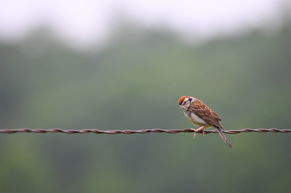 a small bird sitting on top of a wire