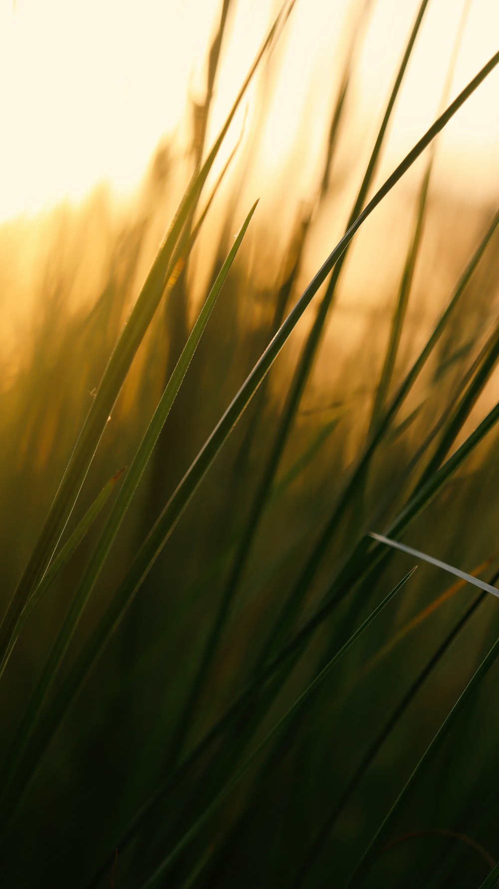 a close up of some grass with the sun in the background