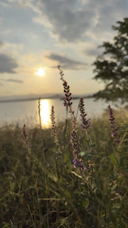 A gentle lavender sunset over a quiet lake, reflecting calm and emotional healing.