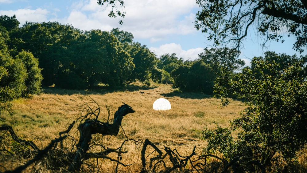 an animal in a field with trees in the background