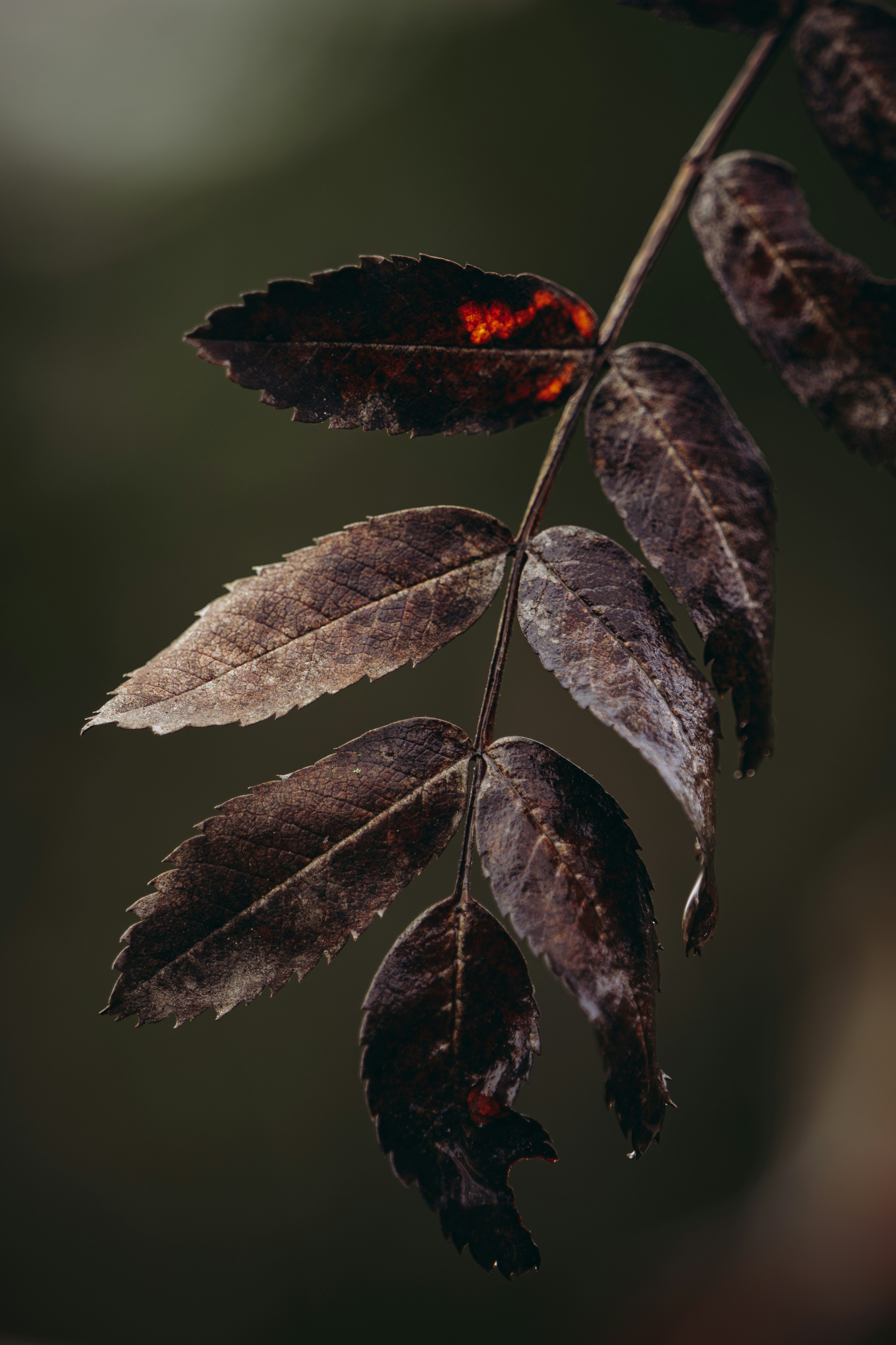 a close up of a leaf on a branch