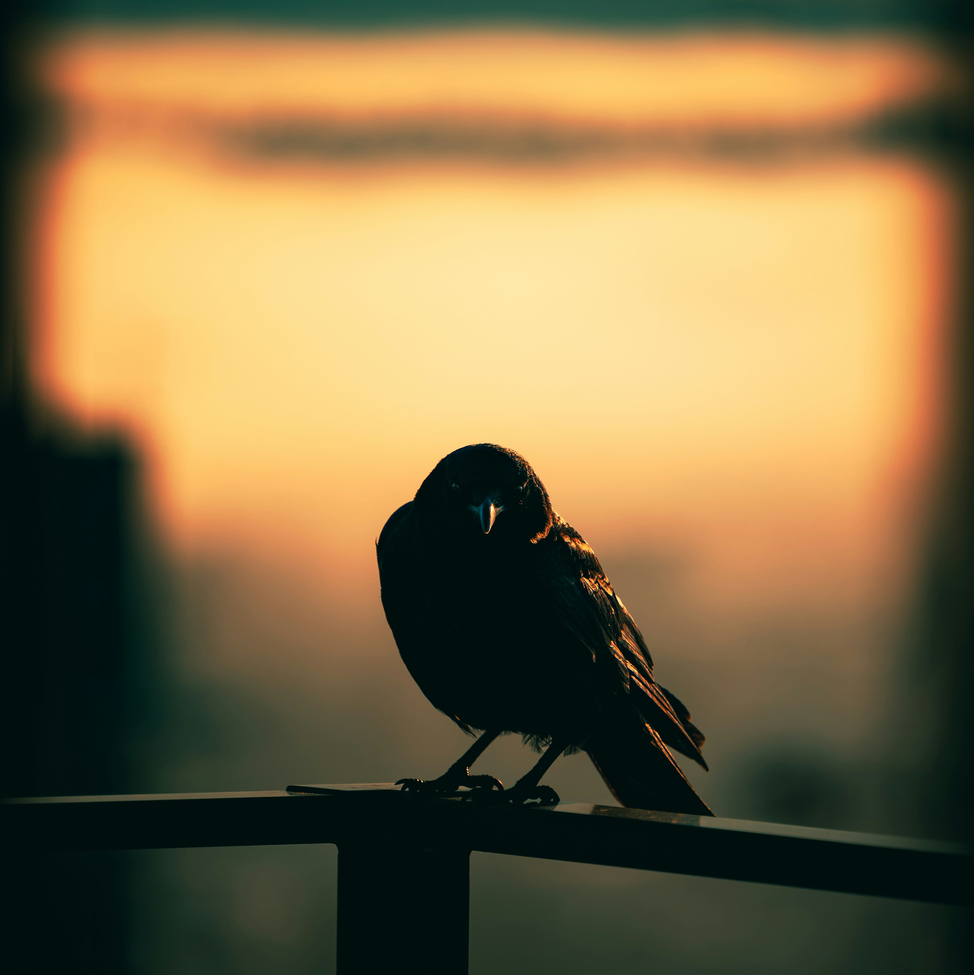 a small bird sitting on top of a wooden fence