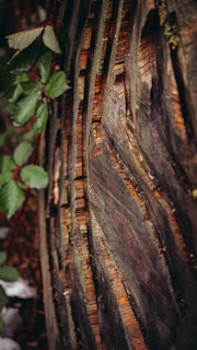 Close-up of a rare tree with intricate bark and vibrant leaves.