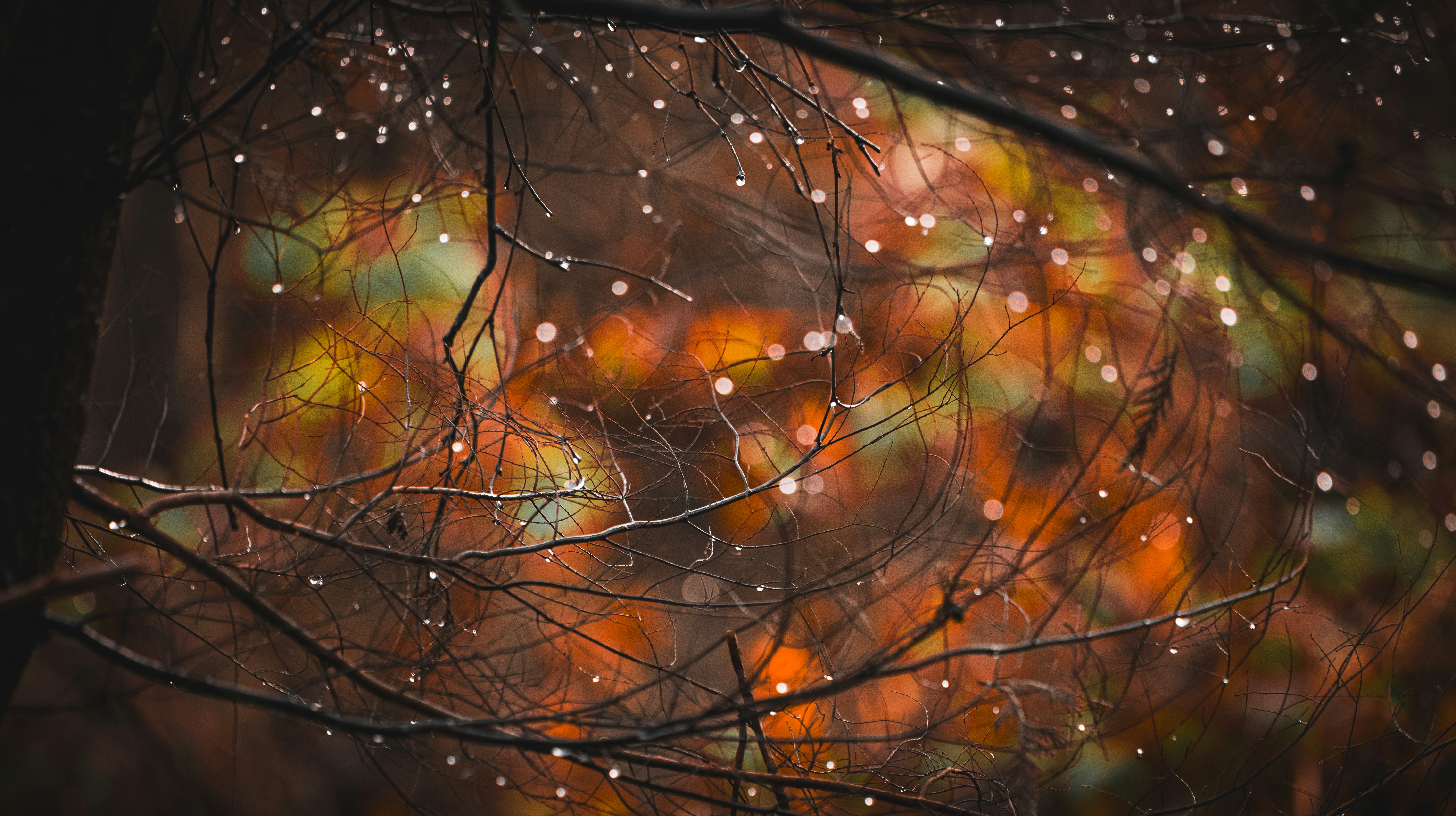 a tree branch with drops of water on it