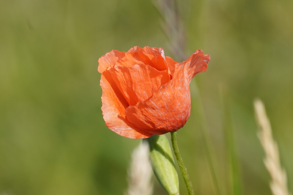 une seule fleur d’oranger dans un champ d’herbe