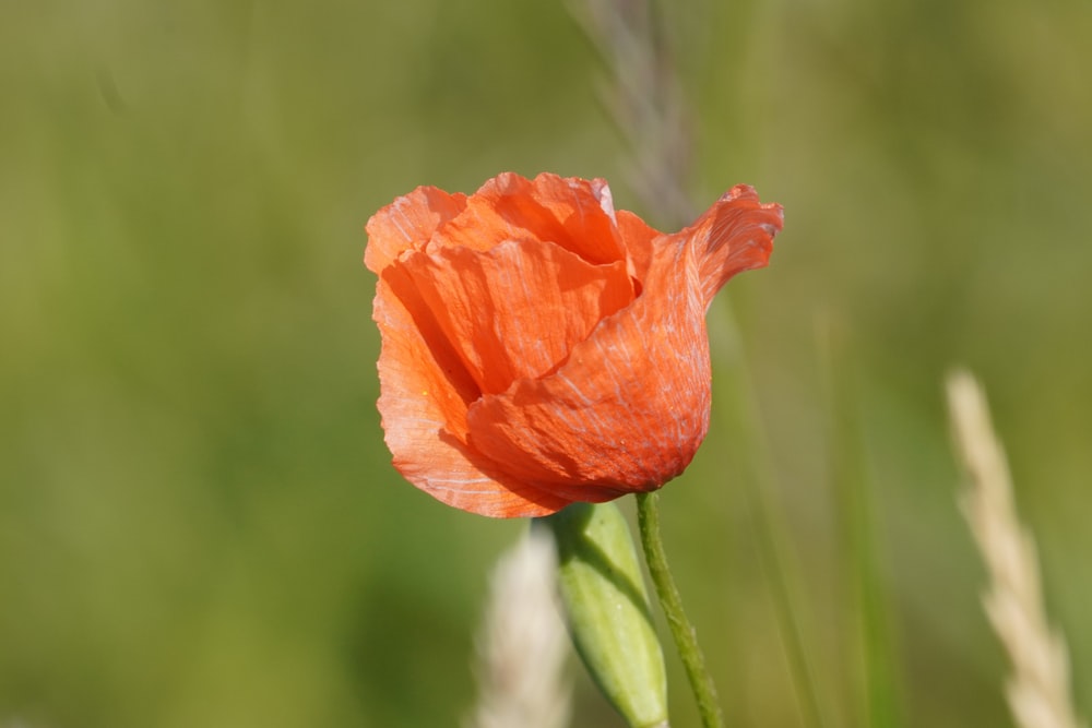 a single orange flower in a field of grass