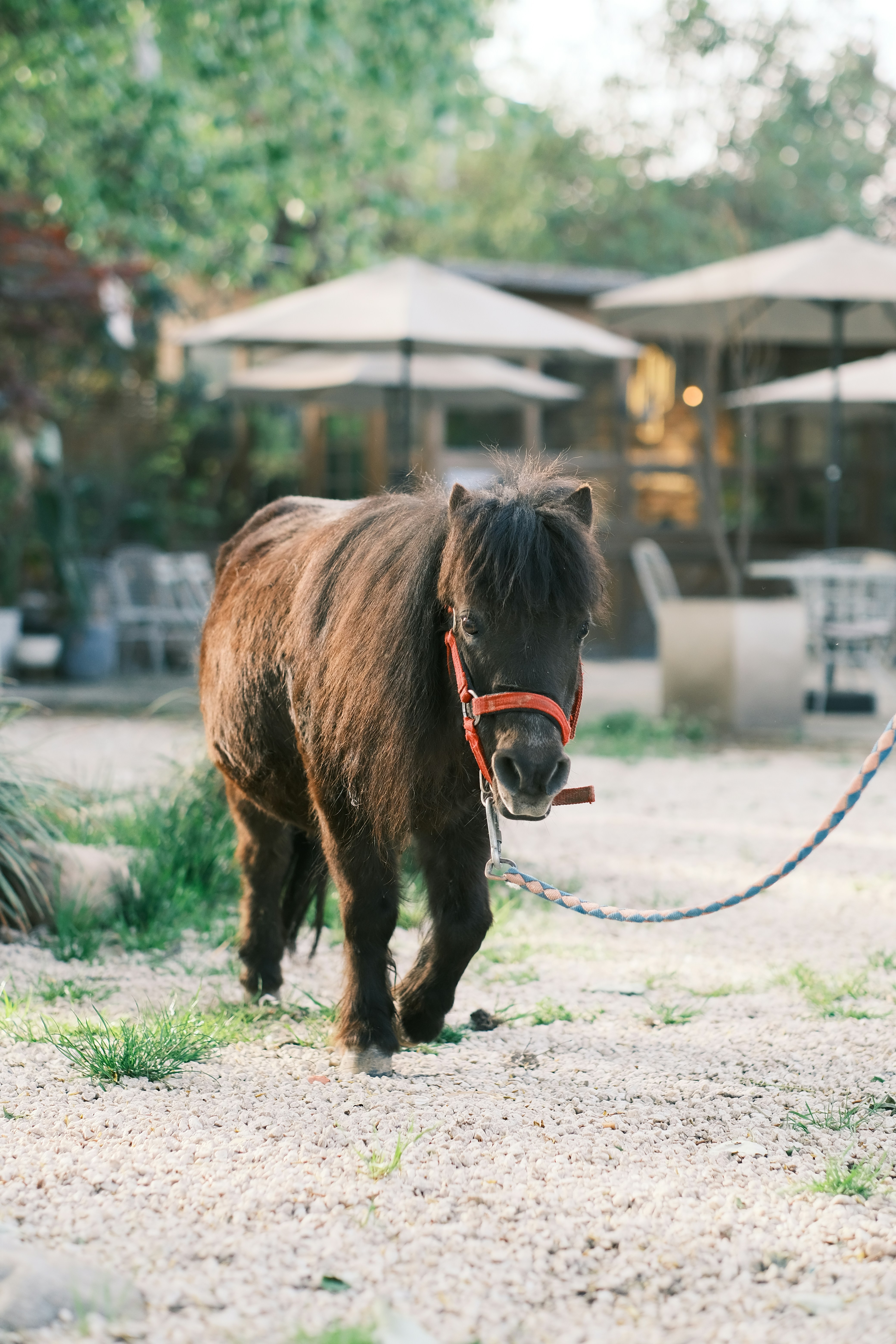 a small horse with a bridle on a leash