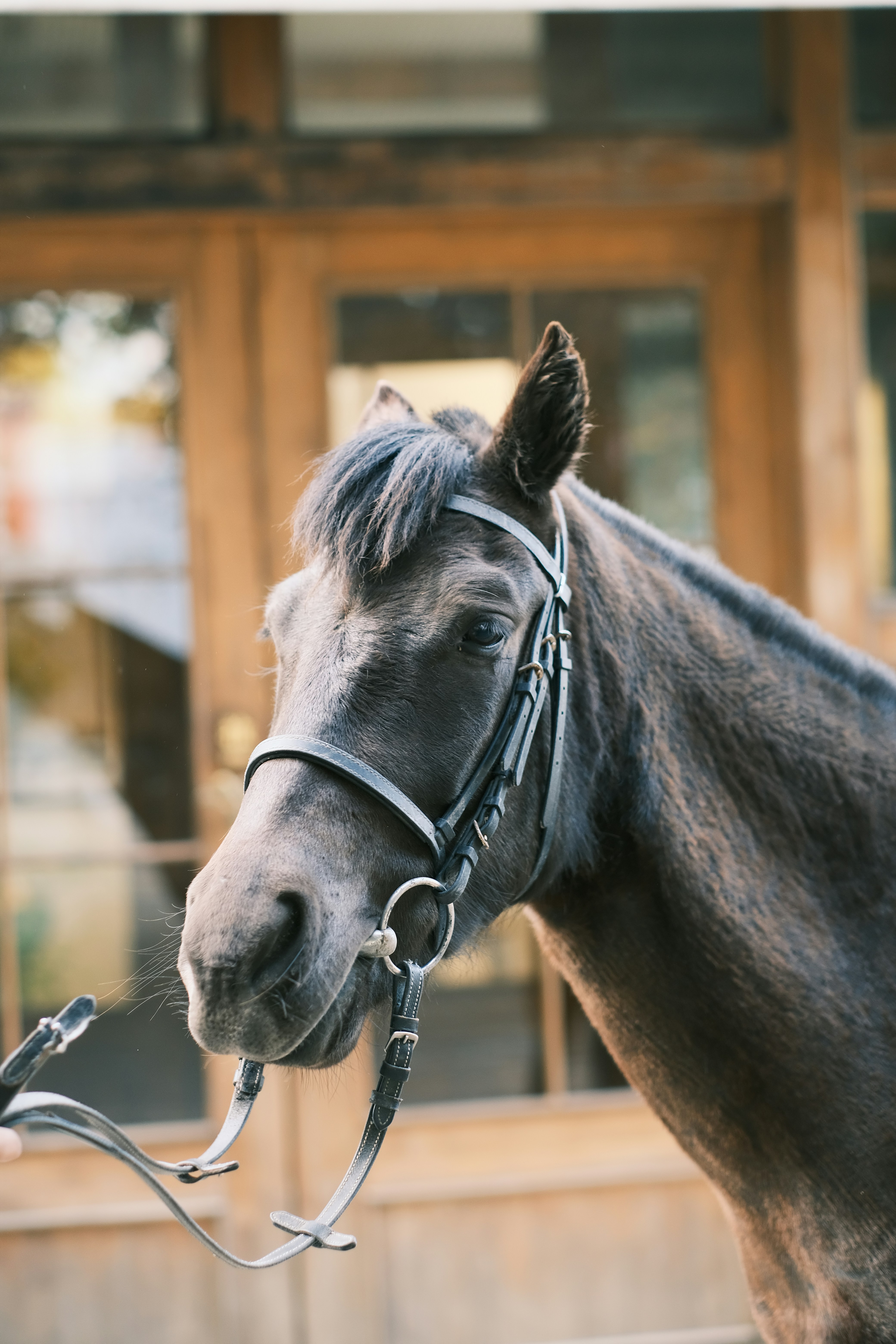 a close up of a horse with a bridle on