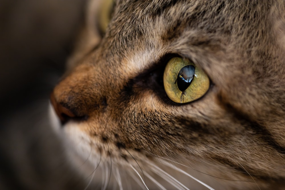 a close up of a cat's face with a blurry background