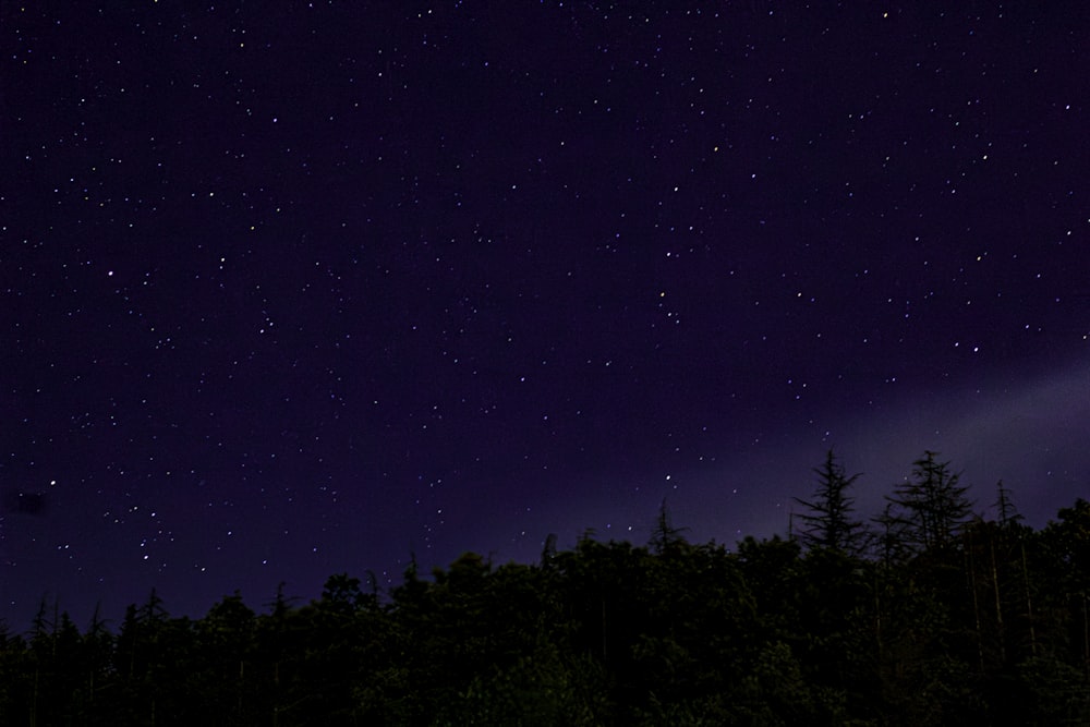 a night sky with stars and trees in the foreground