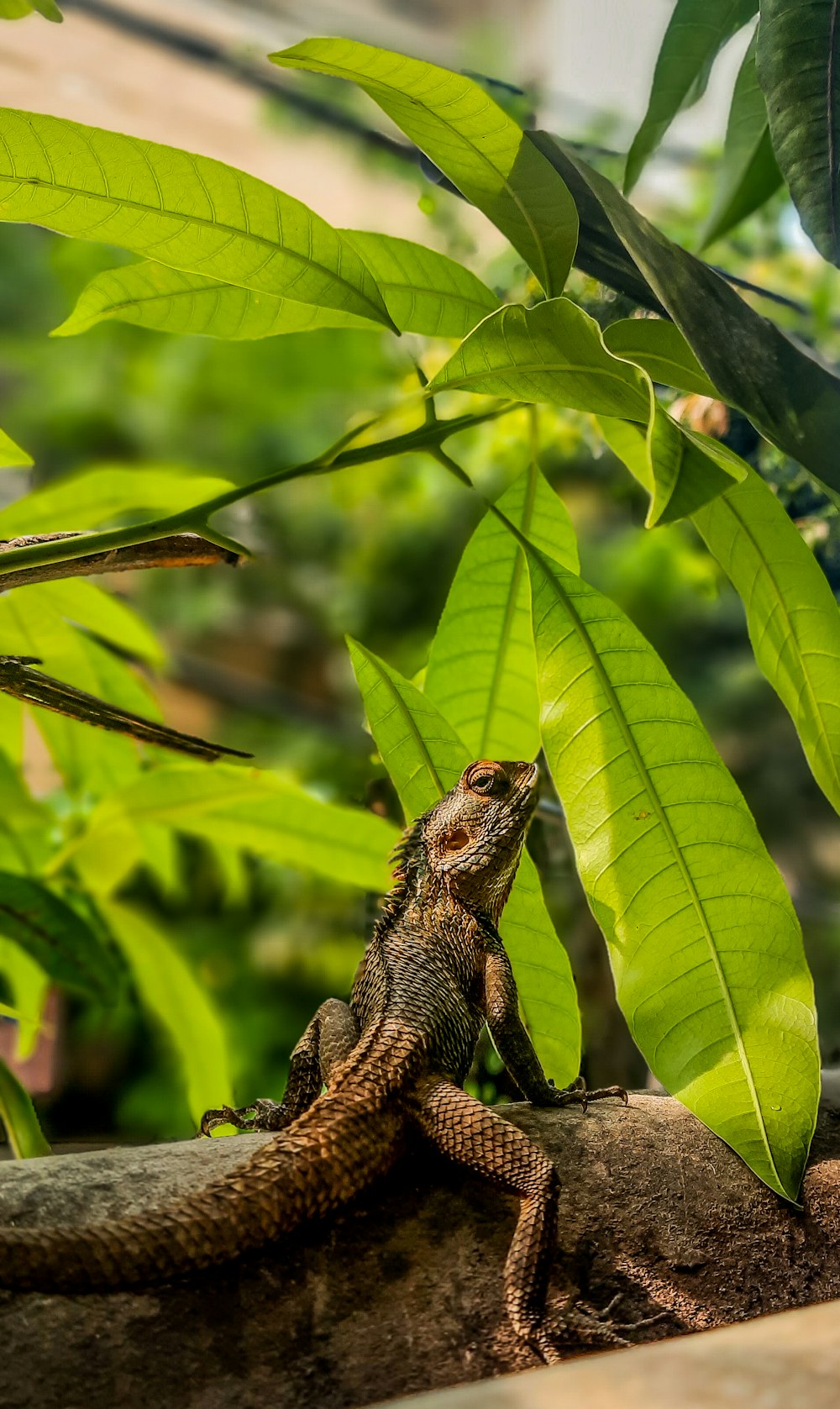 a lizard sitting on top of a tree branch