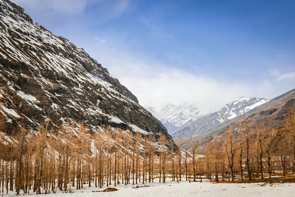 a snow covered mountain with trees in the foreground