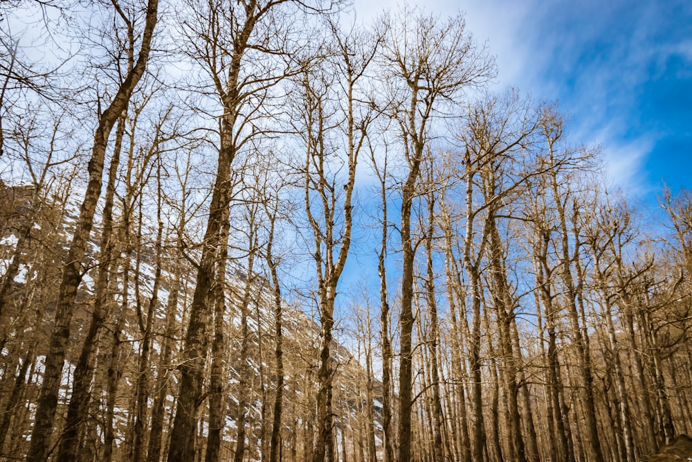 a group of trees that are standing in the snow