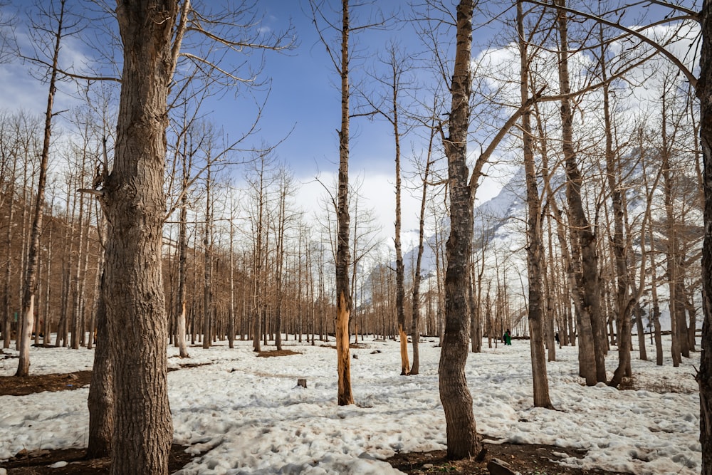 a forest filled with lots of trees covered in snow