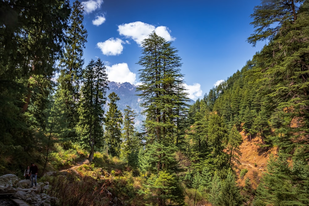 a river running through a forest filled with lots of trees