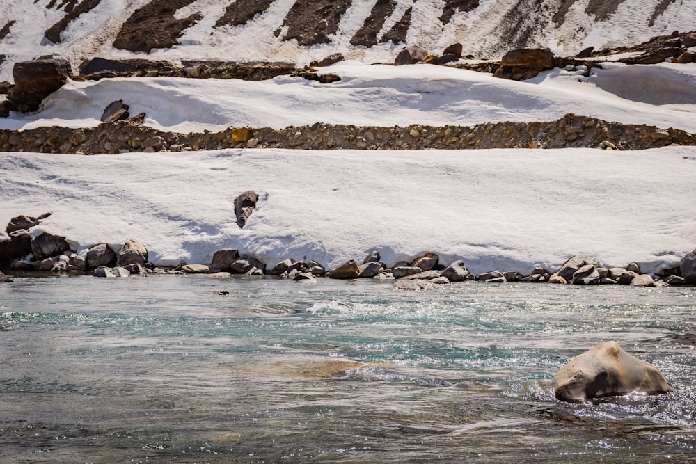 a polar bear swimming in a river with snow on the ground