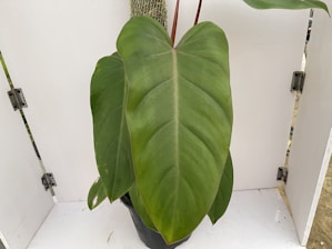 A beautifully packed hoya plant ready for international shipment with tropical leaves visible.