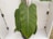 A potted plant with large green heart-shaped leaves is placed against a white background. The leaves have distinct veins running through them, and the plant appears well-hydrated and healthy. Metal hinges are visible on the white panels behind the plant.