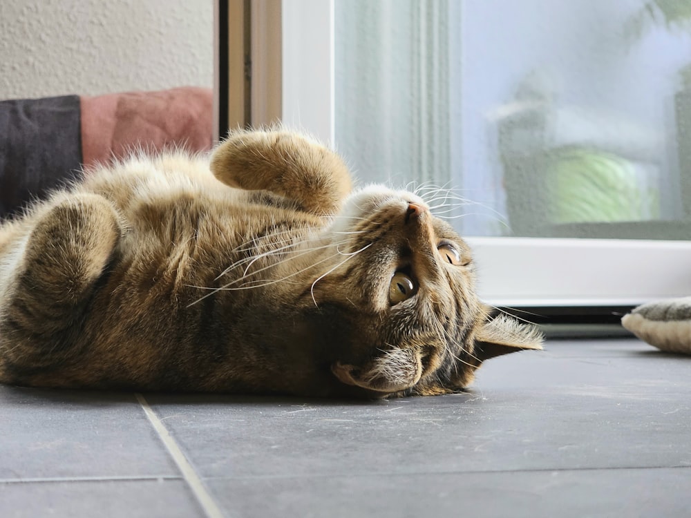 a cat laying on its back on the floor