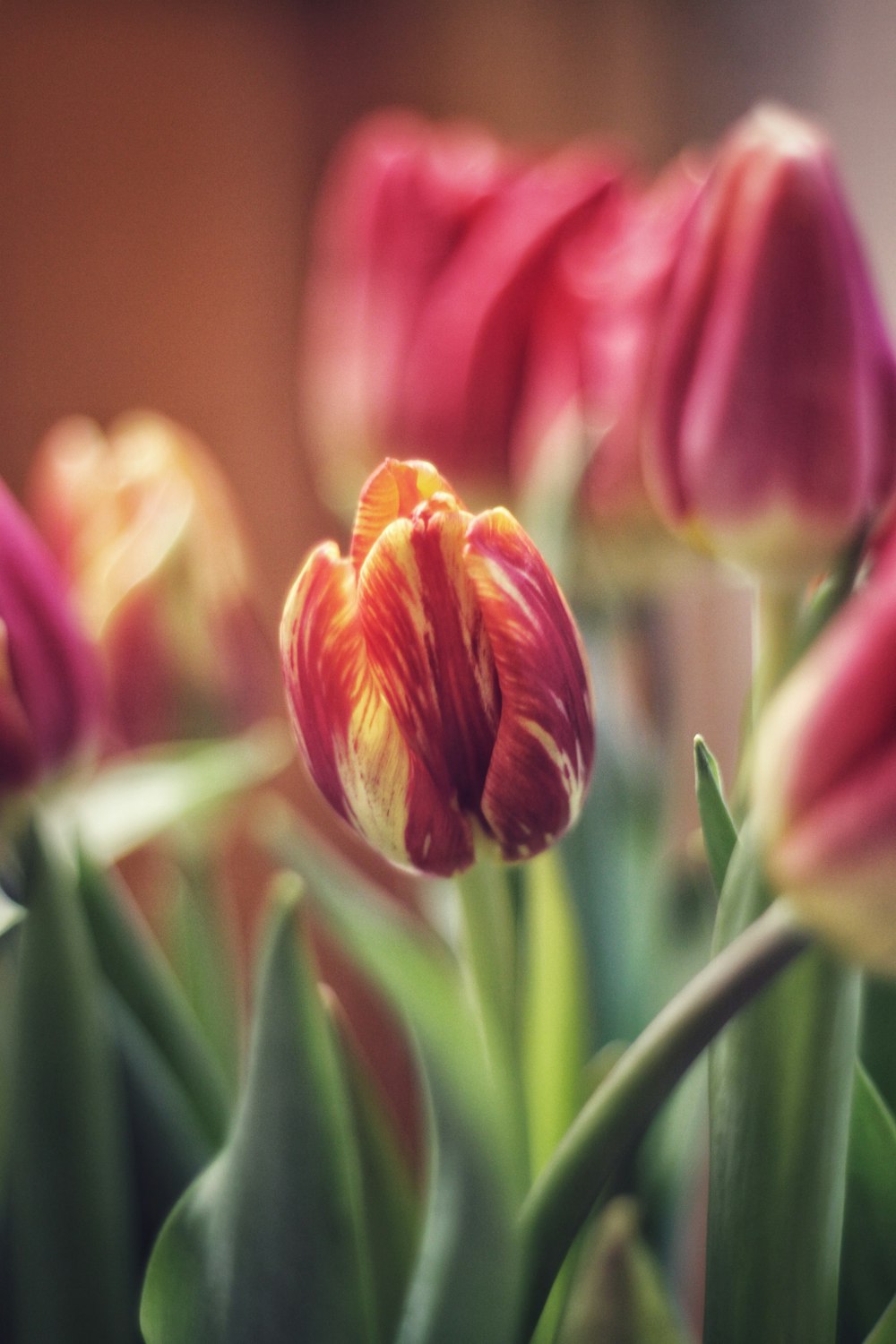 a close up of a bunch of red and yellow tulips