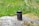 A small black container labeled 'CRYSTALWEED GELATO' is placed on a grey rock in a green field. The background features blurred wildflowers in various colors, including yellow and purple, adding a natural setting.