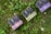 Three small rectangular boxes with elegant packaging design featuring large letters and intricate patterns are placed on lush green grass with scattered clover and small white flowers.