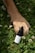 A brown dog's paw is resting on a patch of lush green grass, surrounded by white clover flowers. Next to the paw is a small black bottle labeled 'Pet CBD Oil' with the brand name 'Crystalweed.'