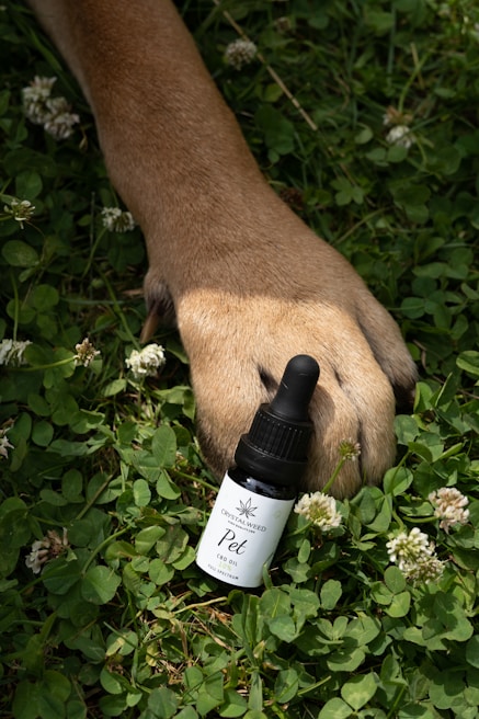 A brown dog's paw is resting on a patch of lush green grass, surrounded by white clover flowers. Next to the paw is a small black bottle labeled 'Pet CBD Oil' with the brand name 'Crystalweed.'