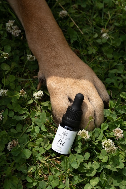A brown dog's paw is resting on a patch of lush green grass, surrounded by white clover flowers. Next to the paw is a small black bottle labeled 'Pet CBD Oil' with the brand name 'Crystalweed.'