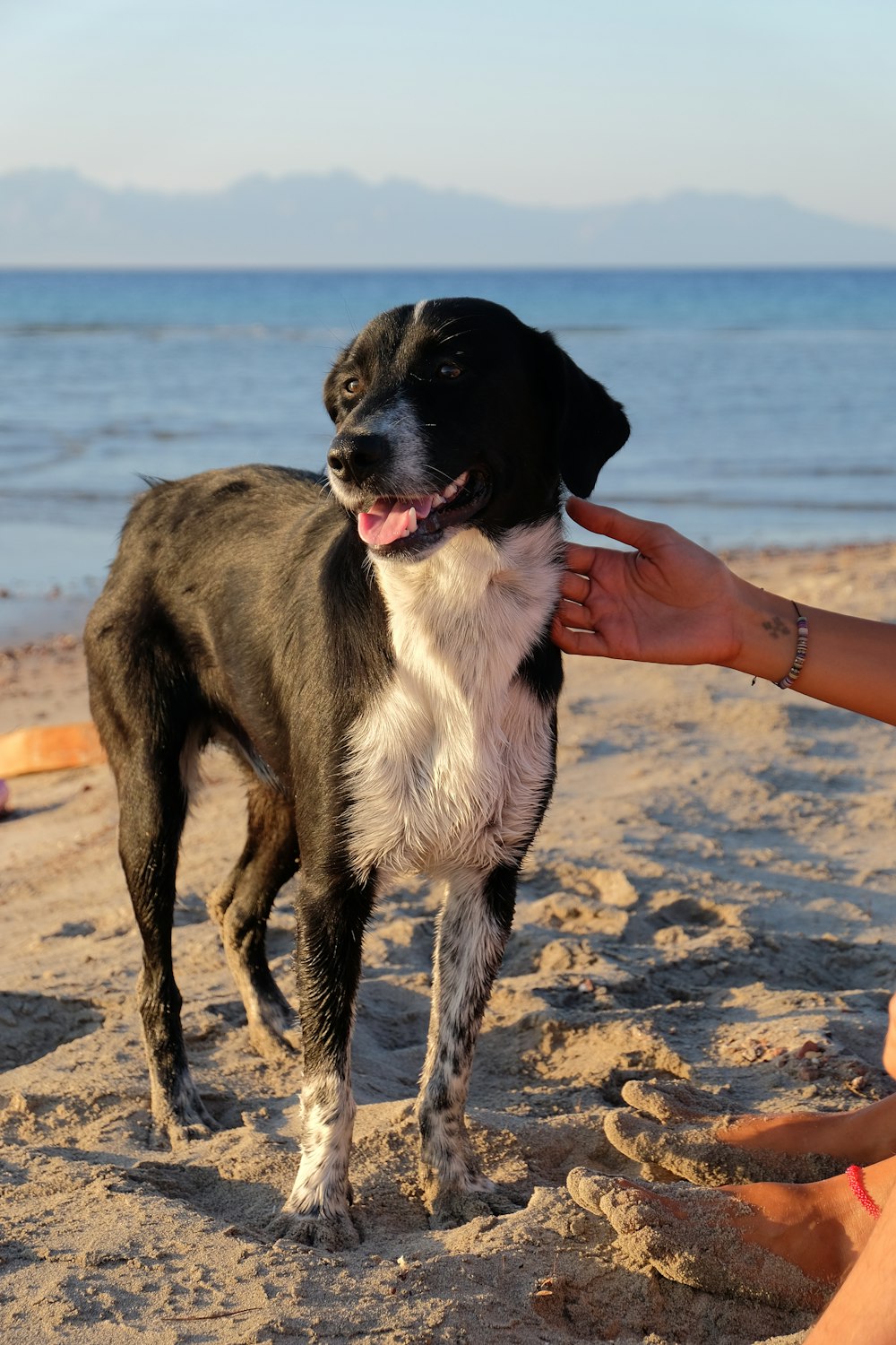 a black and white dog standing on top of a sandy beach