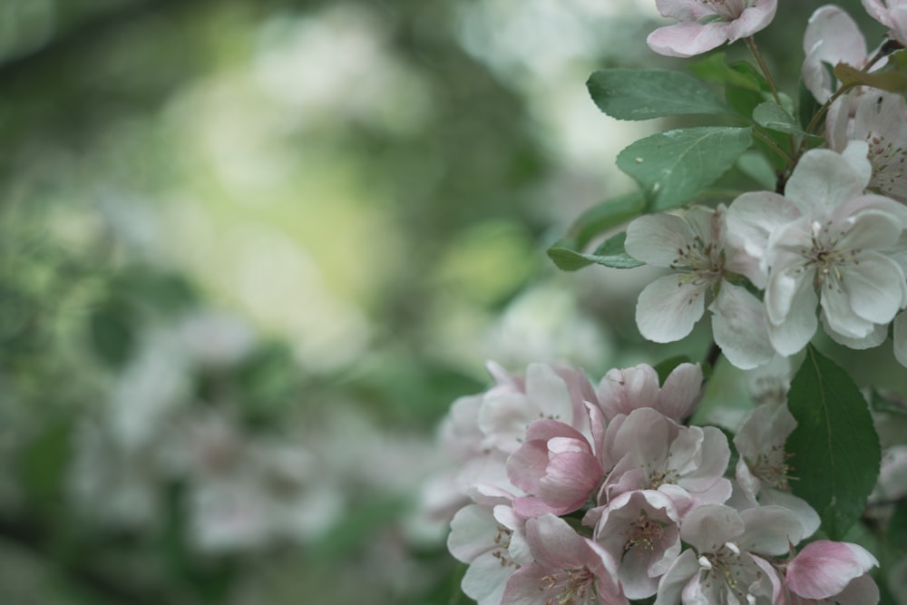 a bunch of flowers that are on a tree