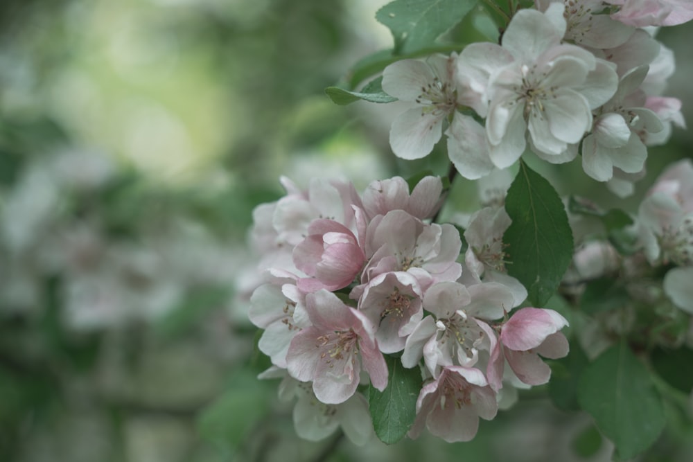 a bunch of flowers that are on a tree