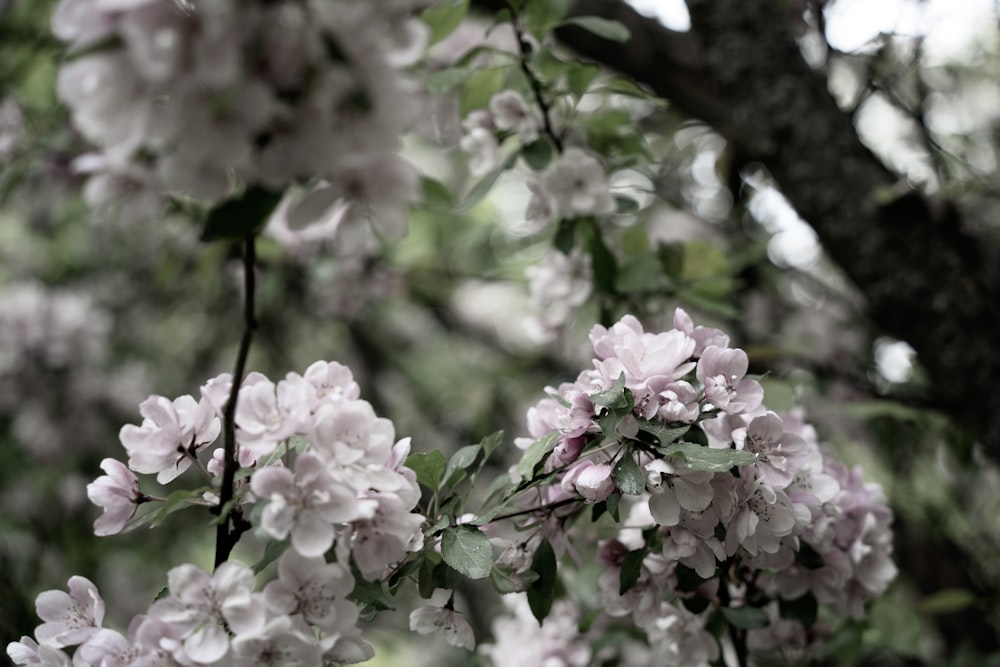 a bunch of flowers that are on a tree