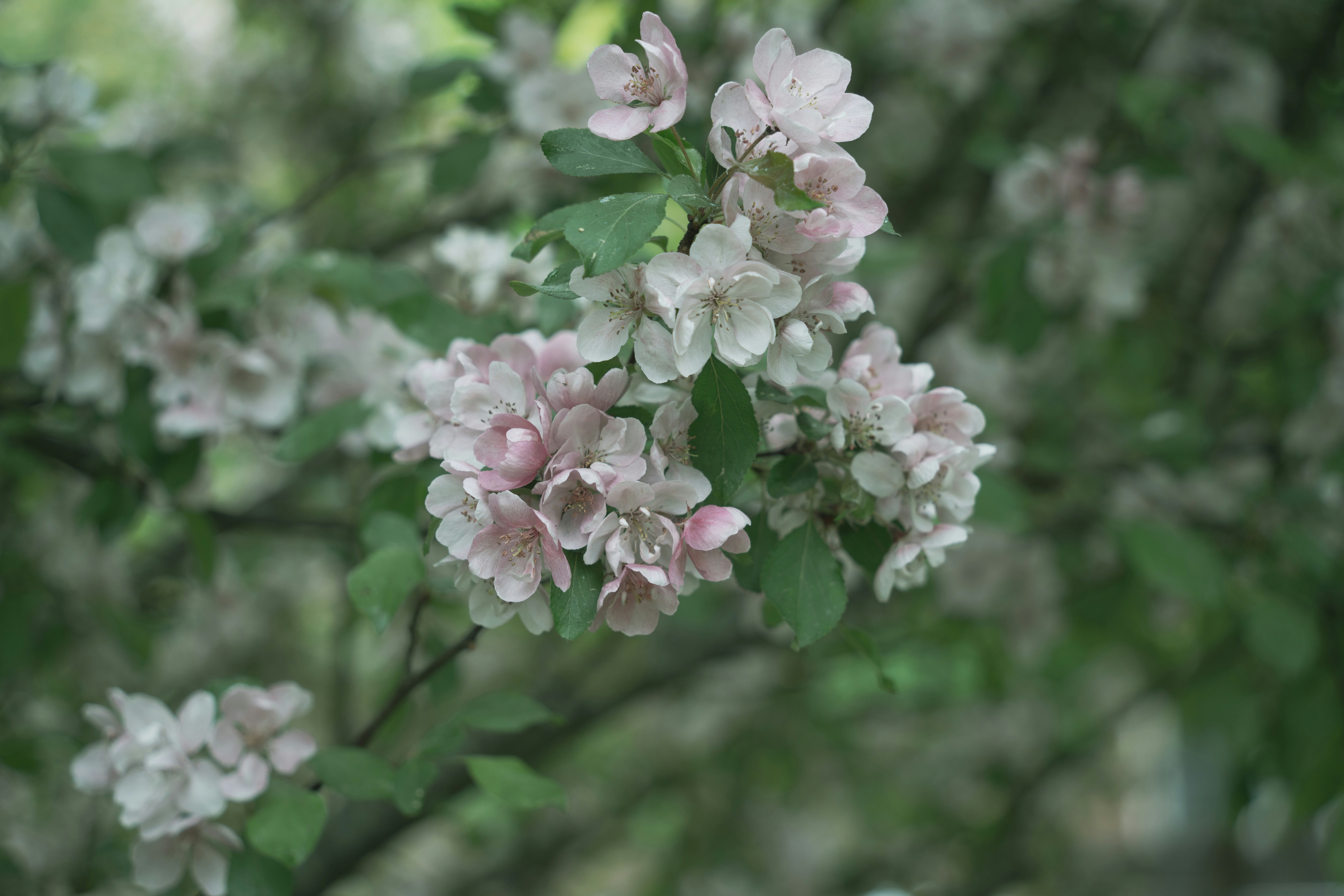 a bunch of flowers that are on a tree