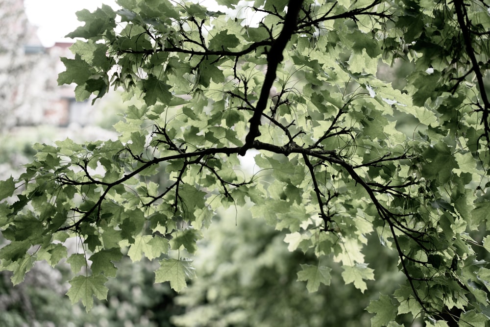 a tree branch with green leaves in the foreground